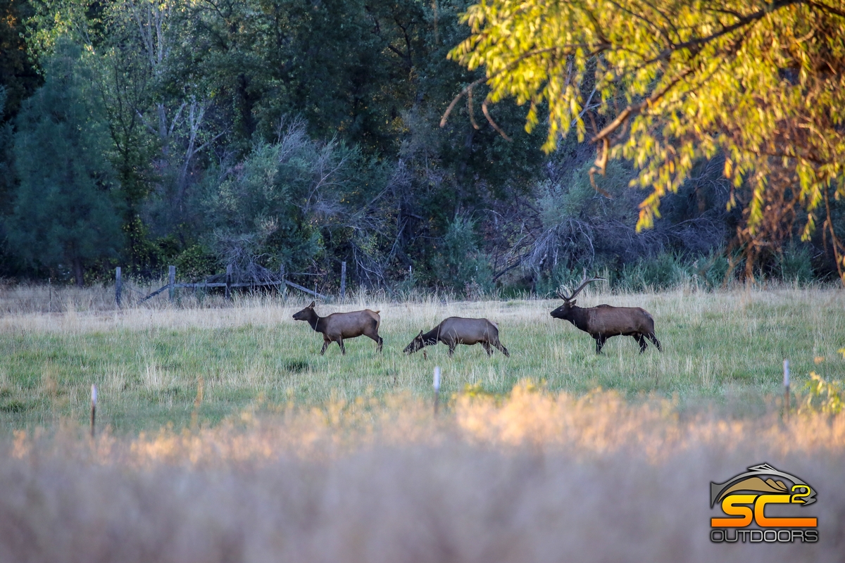 SC2 Outdoors Northeastern California Elk Hunt