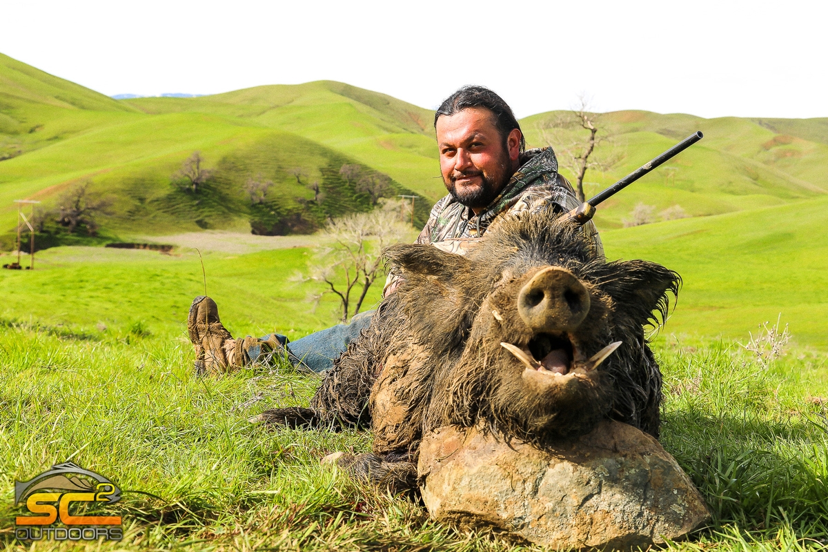 The Business End Of a Big Boar