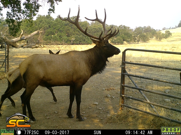 Donated 409 Apprentice Rocky Mountain Elk Hunt Northeastern California