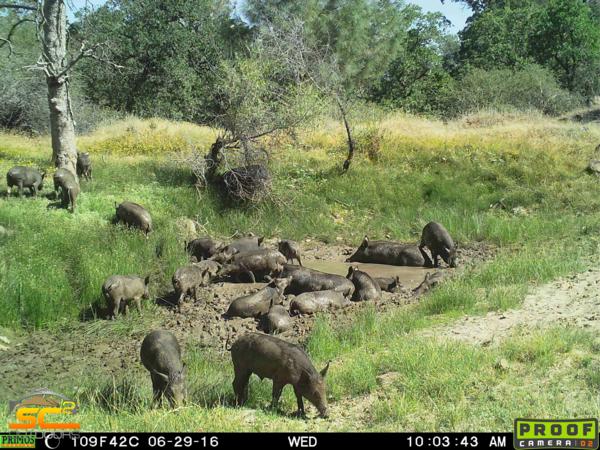 Hog Hunting with SC2 Outdoors