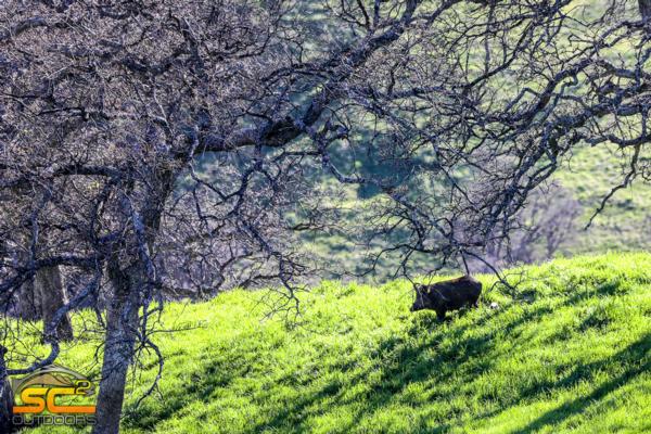 Hog Hunting California's Shasta County Foothills