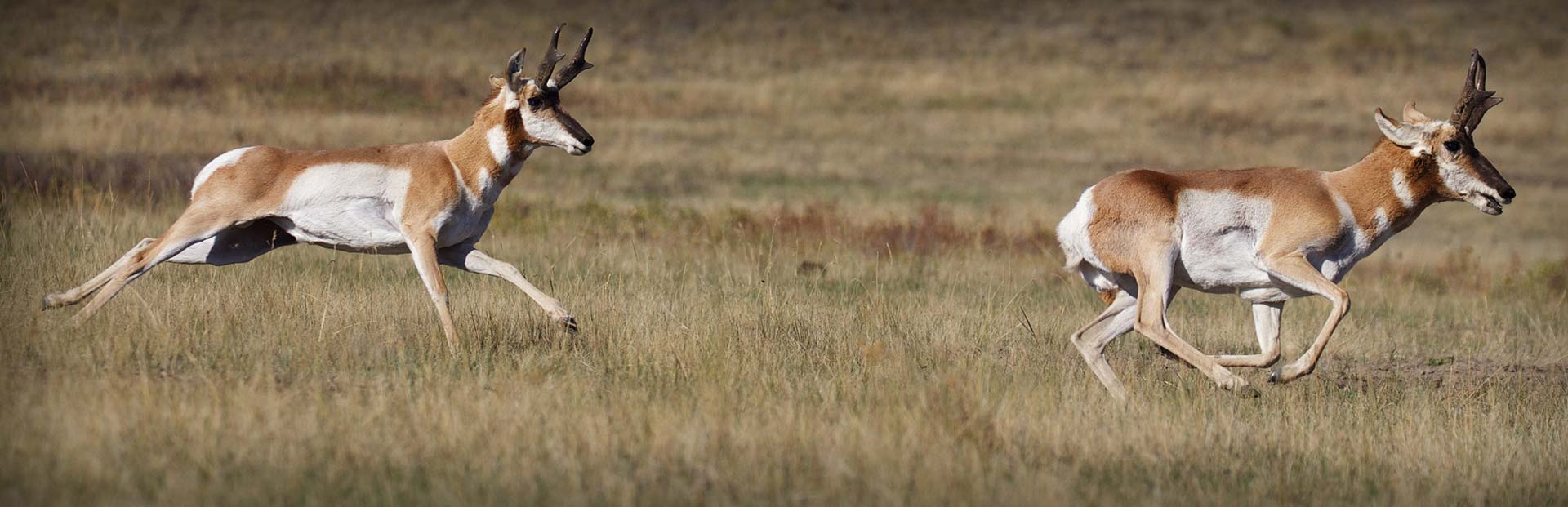 California Pronghorn Hunting Guides & Outfitters