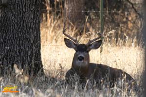 3x3 Blacktail Buck Post Season 2015