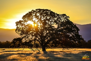 California Valley Oak at Sunset | Shasta County, California