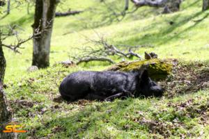 Northern California Wild Hog Hunting with SC2 Outdoors | Sleeping Sow